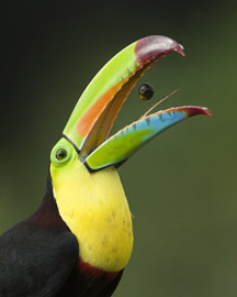 toucan